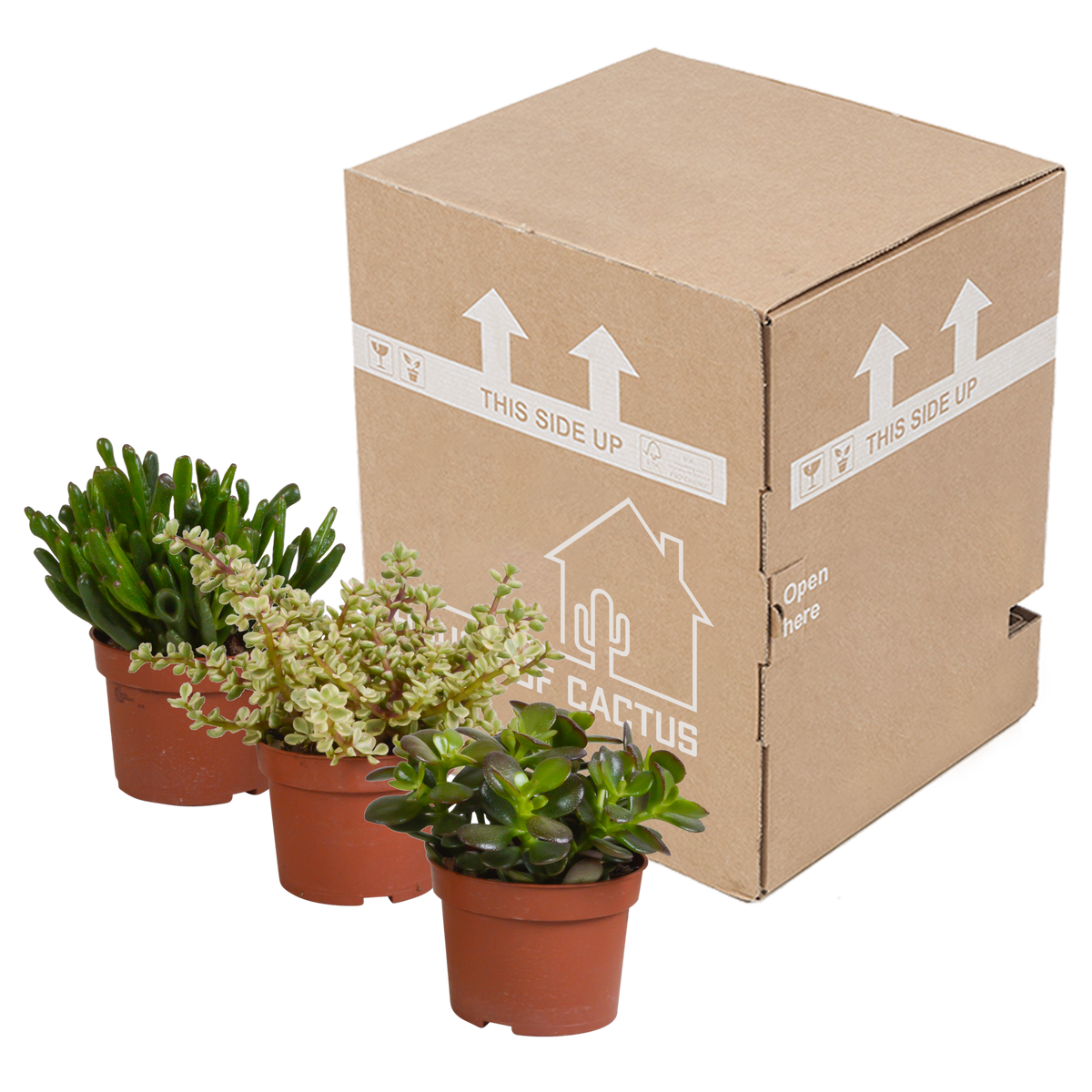 Productafbeelding van Pureplant
