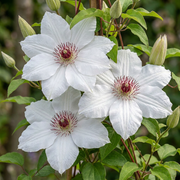 Clematis &