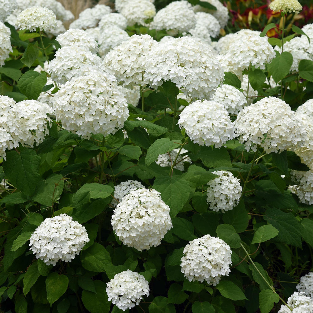 Hortensia Annabelle, heester met grote witte bloembollen, gezonde plant