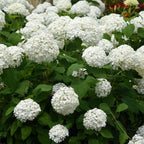 Hortensia Annabelle, heester met grote witte bloembollen, gezonde plant