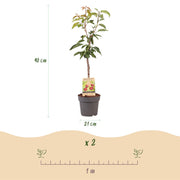 Prunus avium Regina