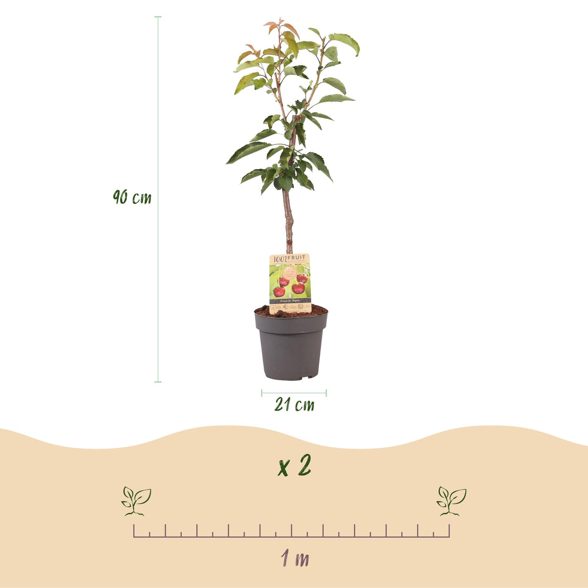 Prunus avium Regina, groene bladeren