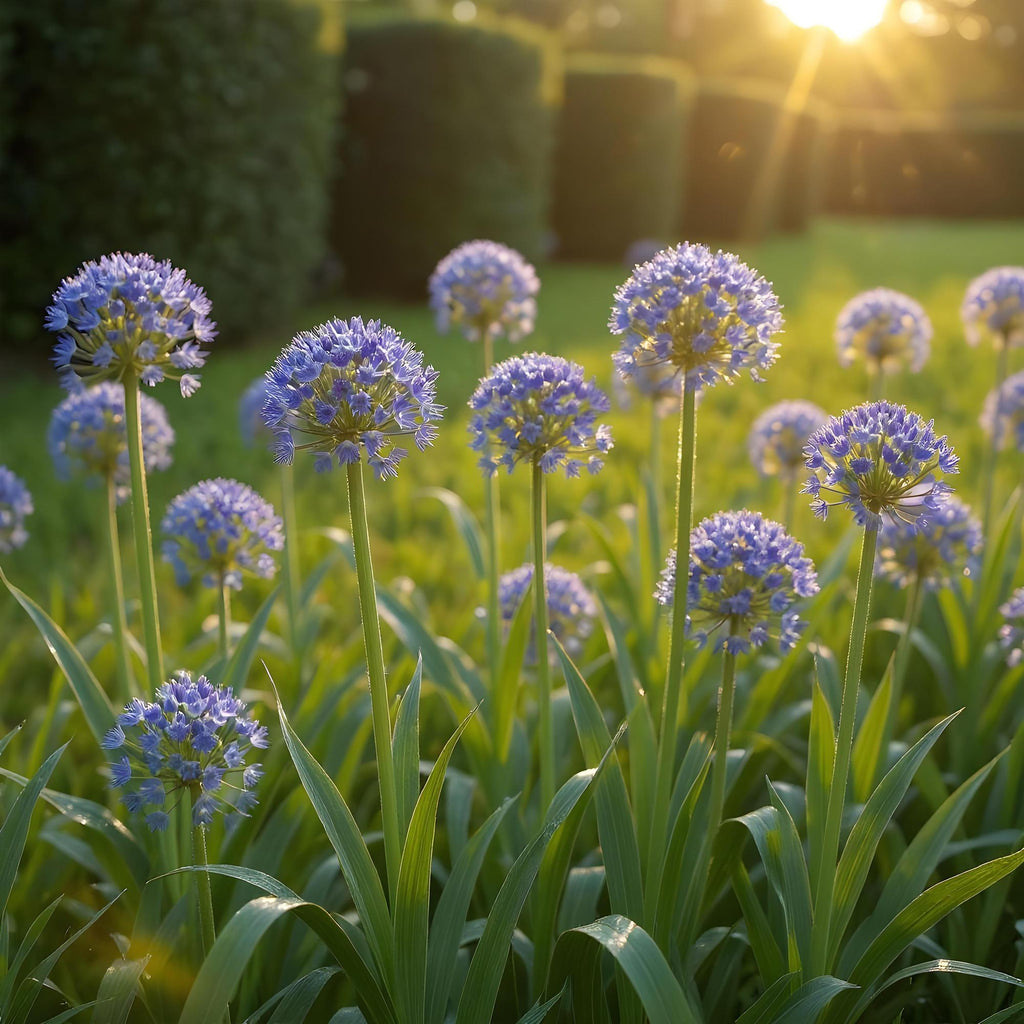 Allium Caeruleum, kenmerkend blad