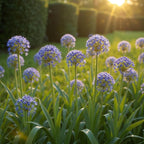 Allium Caeruleum, kenmerkend blad