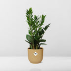 Detailfoto van Zamioculcas in ELHO Vibes Fold 14cm geel
