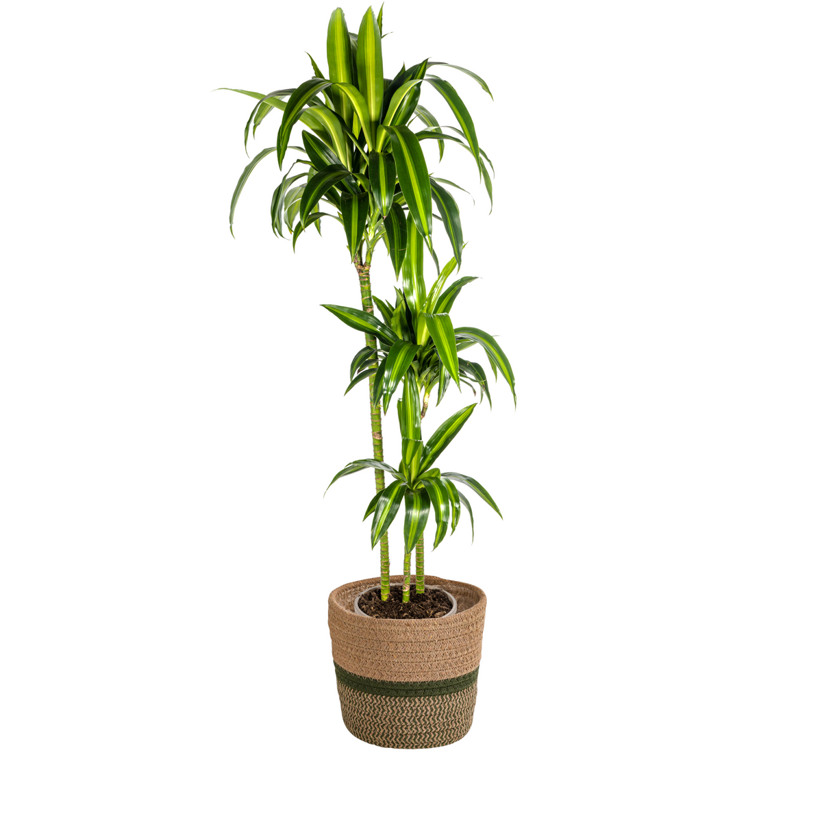 Dracaena Deremensis Hawaiian Sunshine met mand, plant in pot