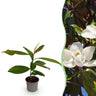 Magnolia grandiflora