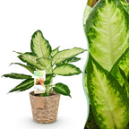 Diefenbachia Camilla met mand, compacte plant