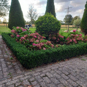Euonymus jap. Green Spire