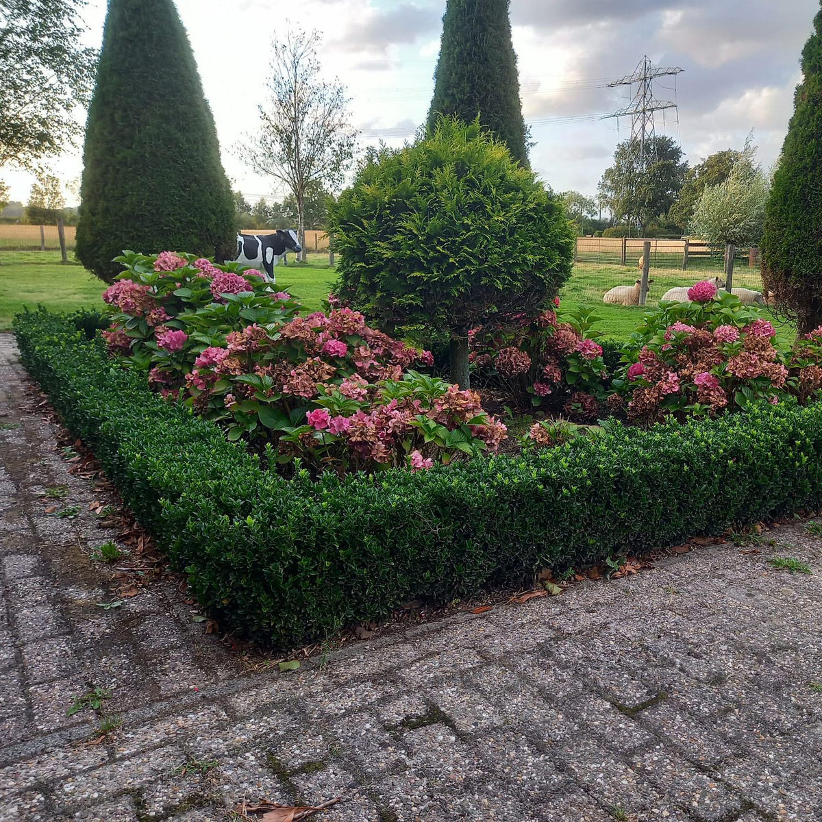 Productafbeelding van Pureplant