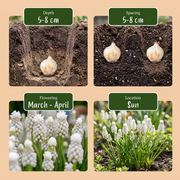 Wit druifje Muscari &