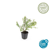 Symphoricarpos ch. &