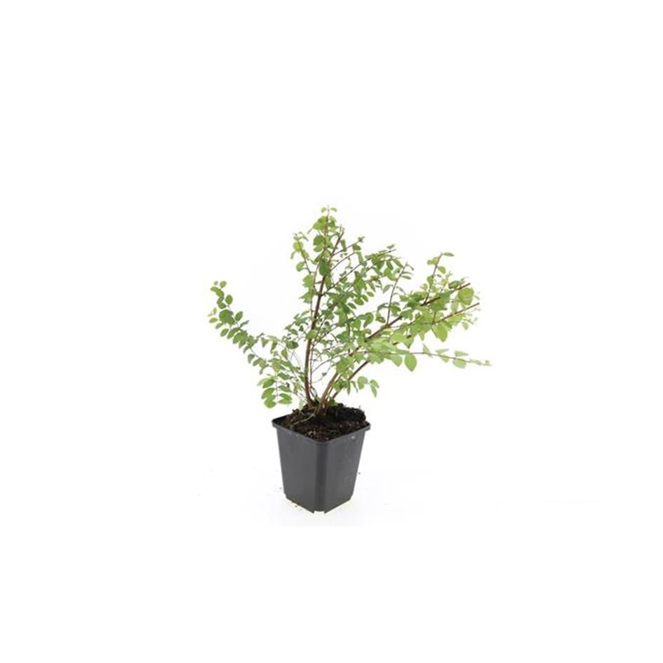 Symphoricarpos ch. 'Hancock', groene bladeren