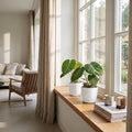 Philodendron gloriosum met witte pot, plant in pot