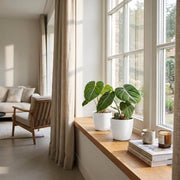 Philodendron gloriosum met witte pot