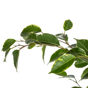 Ficus Benjamina Golden King