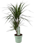 Productfoto van Dracaena Marginata