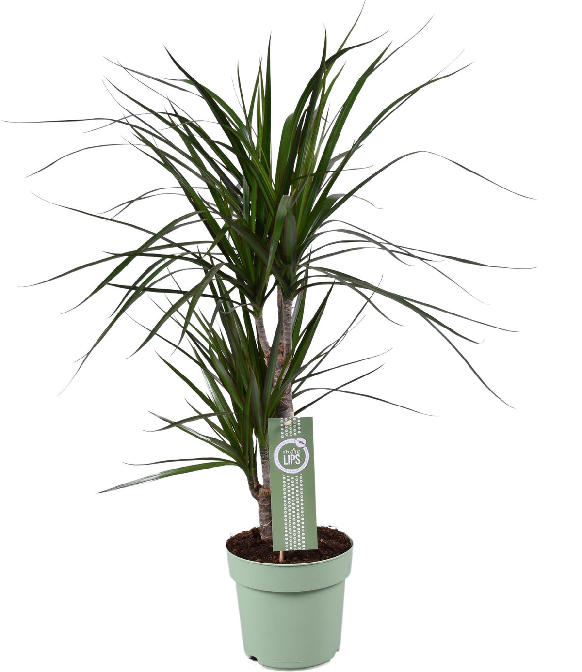 Productfoto van Dracaena Marginata