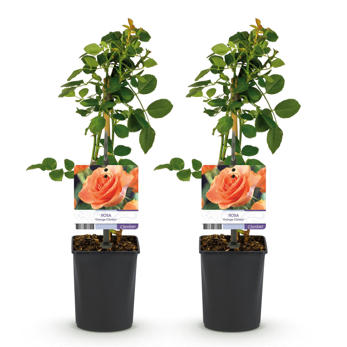 Rosa Orange Climber, plant voor tuin en border