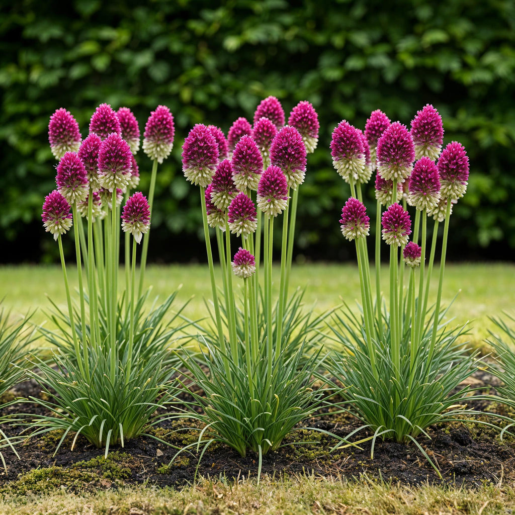 Allium Sphaerocephalon, plant in pot