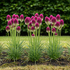 Allium Sphaerocephalon, plant in pot