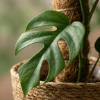 Mini Gatenplant - Monstera Minima Mosstok met Mand, groene bladeren