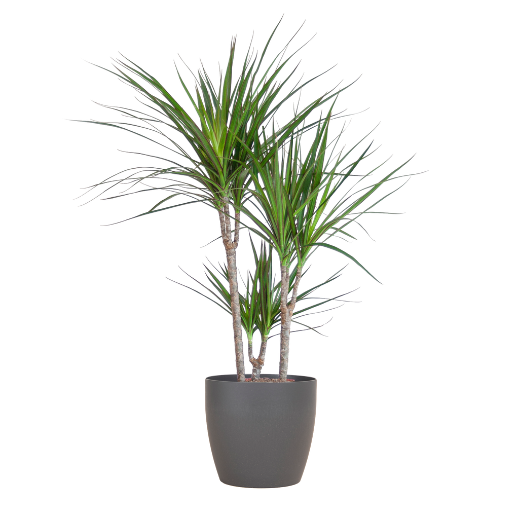 Dracaena Marginata met grijze pot, groene bladeren