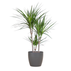 Dracaena Marginata met grijze pot, groene bladeren