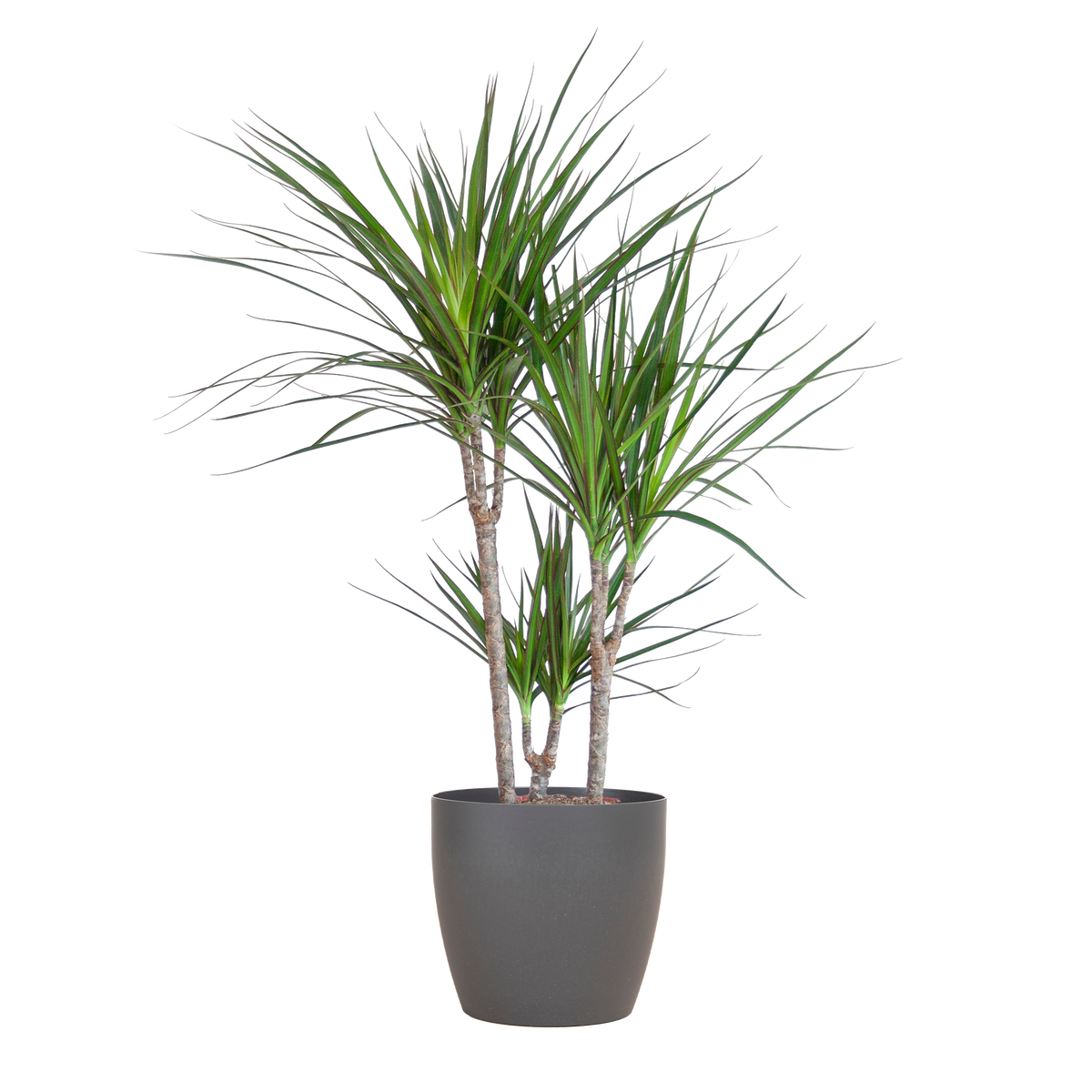 Dracaena Marginata met grijze pot, groene bladeren