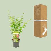 Acer palmatum Going Green