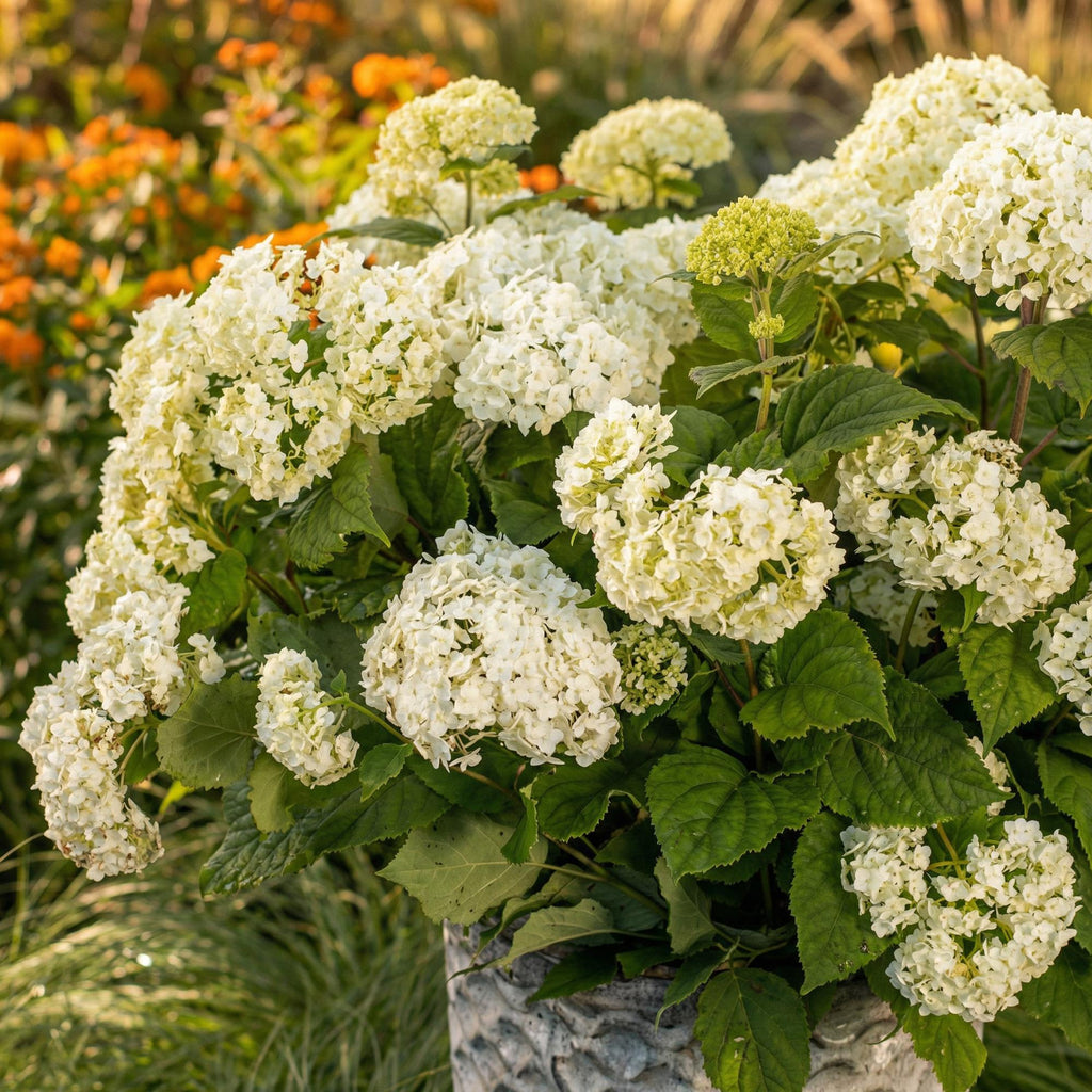 Hortensia FlowerWOW, plant in pot