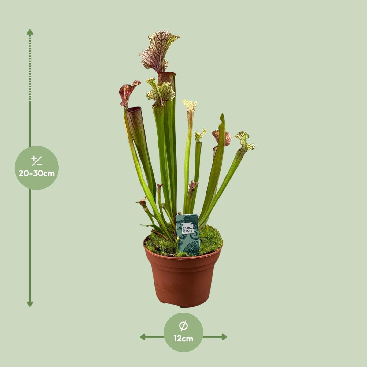 Detailfoto van Sarracenia Judith Hindle