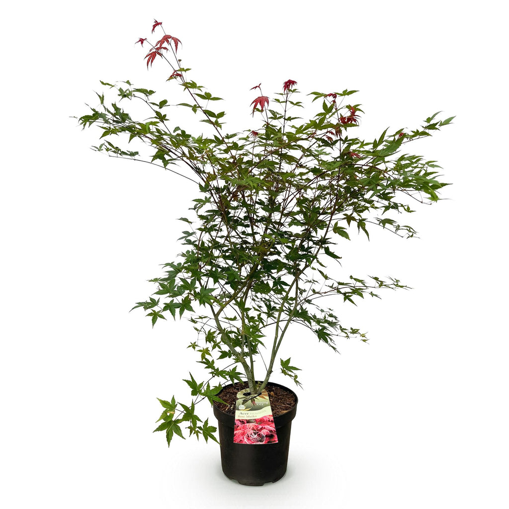Acer palmatum Beni Maiko, kenmerkend blad