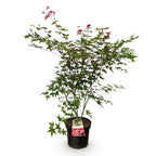 Acer palmatum Beni Maiko, kenmerkend blad