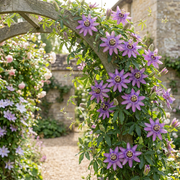 Passiflora &