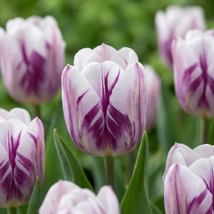 Tulp &