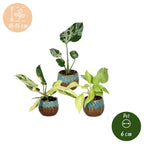 3x Baby Tropical Mix kleine planten