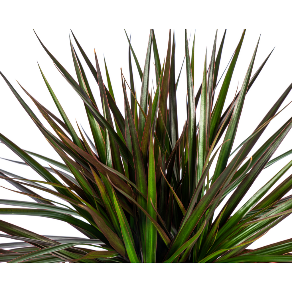 Dracaena Marginata Magenta, groene bladeren
