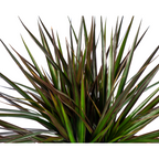 Dracaena Marginata Magenta, groene bladeren
