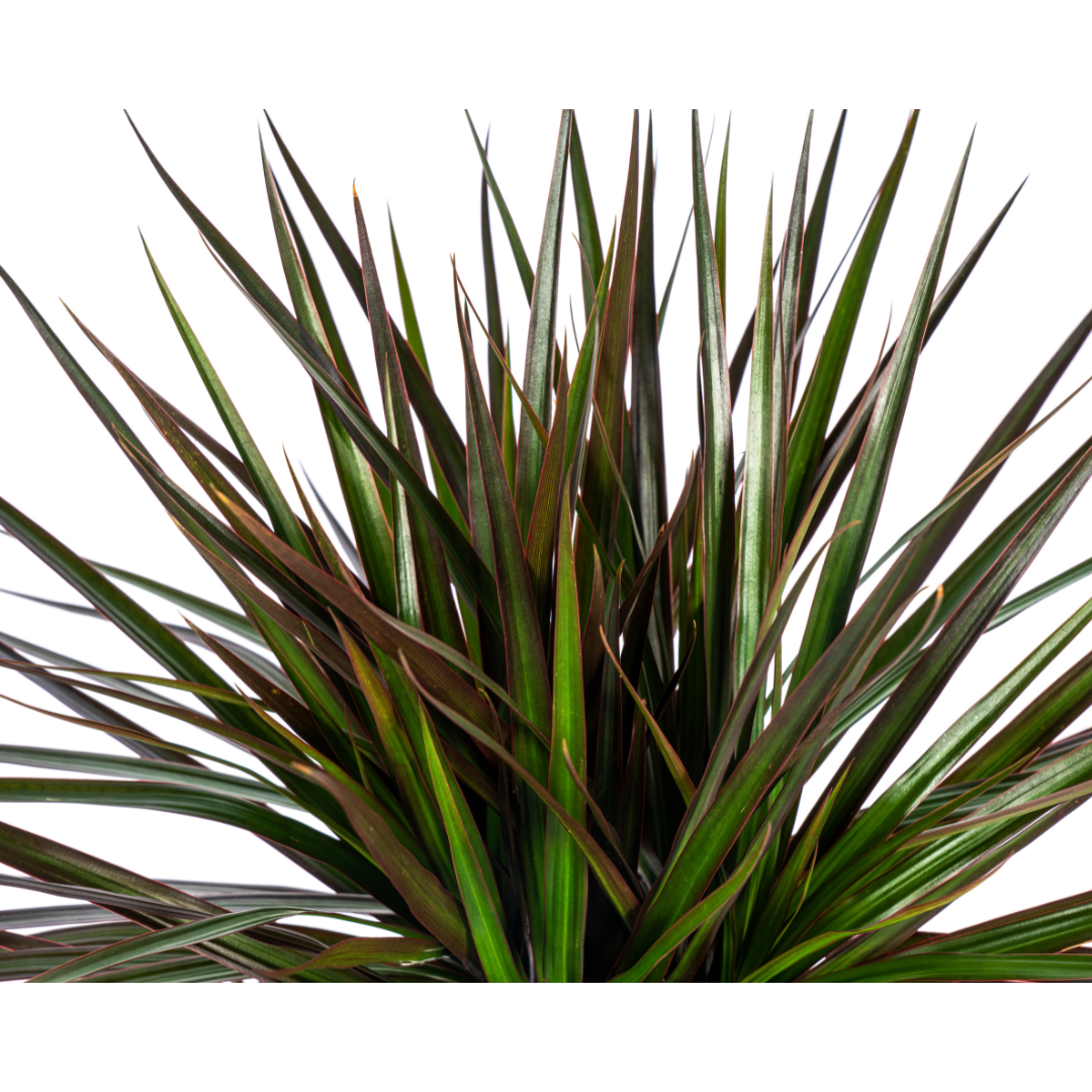 Dracaena Marginata Magenta, groene bladeren