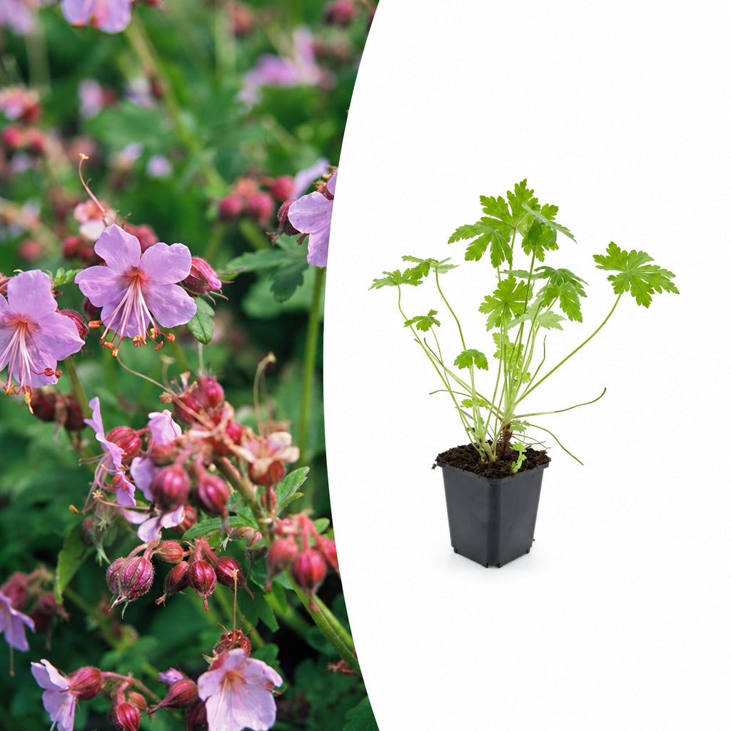 Geranium macrorrhizum, plant in pot