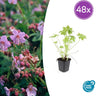 Geranium macrorrhizum