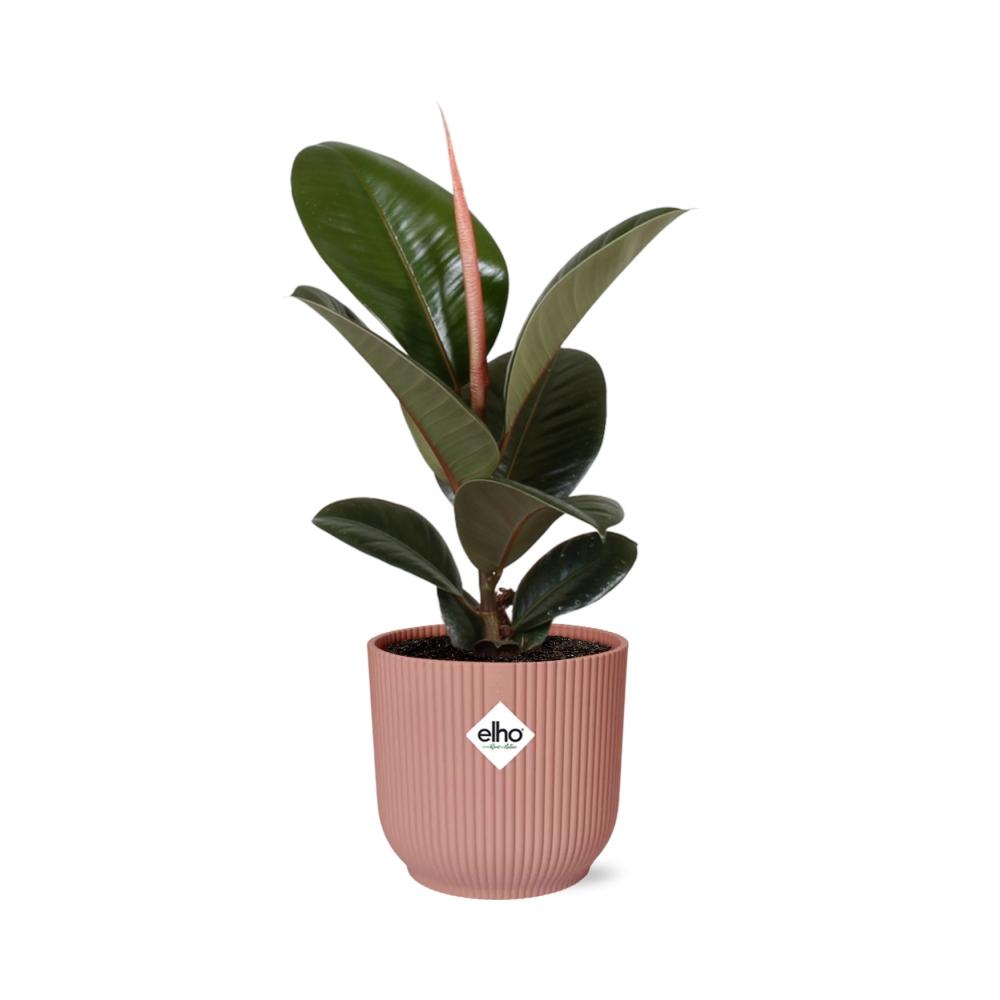 Detailfoto van Ficus Elastica ‘Robusta’ in ELHO Vibes Fold 14cm roze