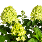 Hydrangea Paniculata Limelight, detail van het blad