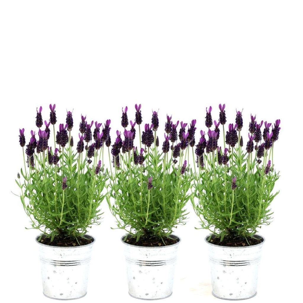 Productafbeelding van Pureplant