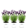 Productafbeelding van Pureplant
