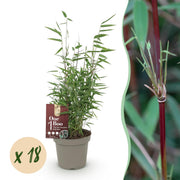 18x Fargesia nitida Red Dragon