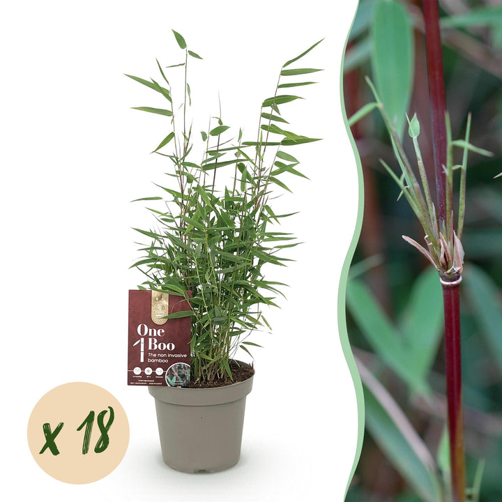 18x Fargesia nitida Red Dragon