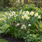 Bloembollen voor waterplanten, 60 stuks, detail van het blad