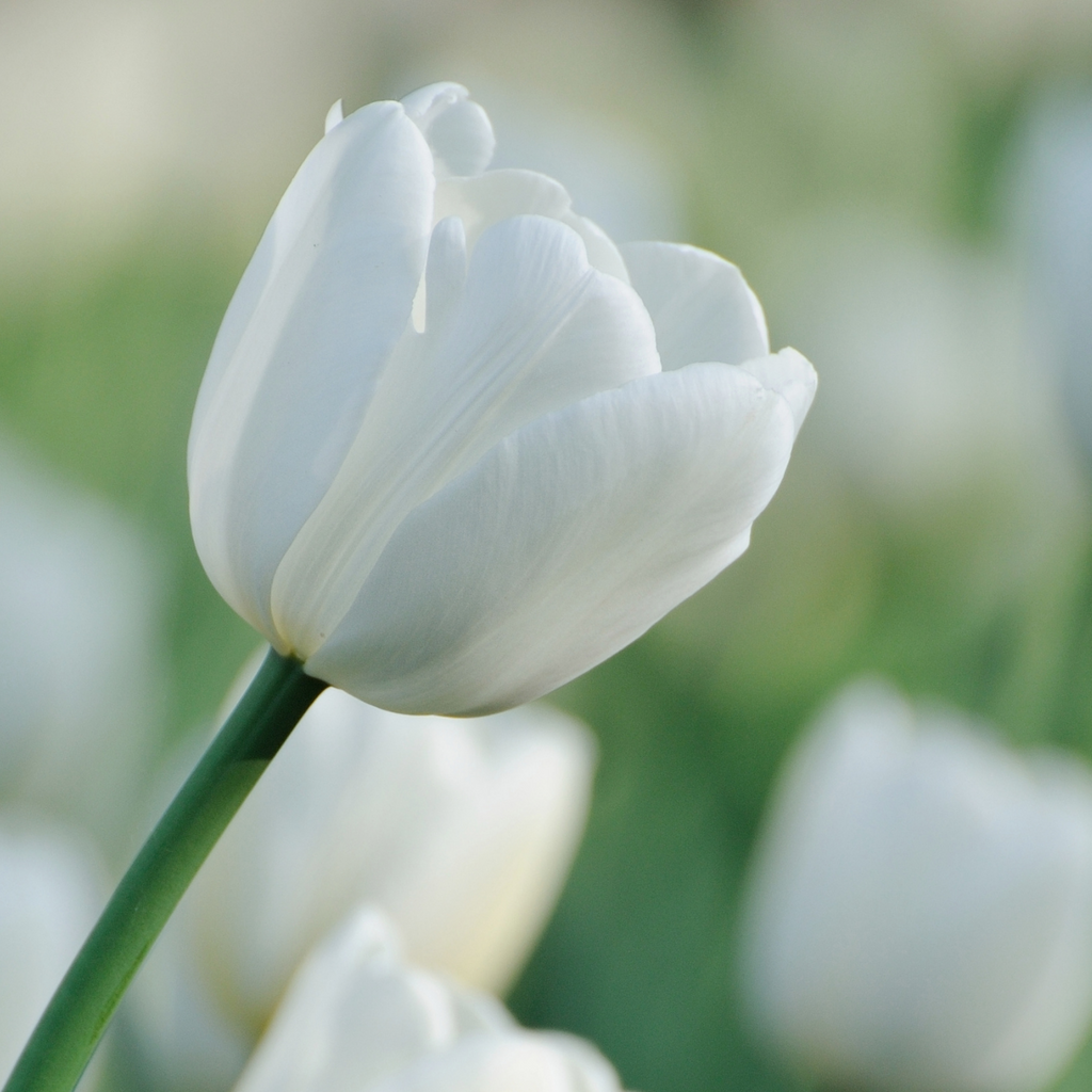 Tulpenbollen Catherina, zuiver witte tulp, 20 stuks, kenmerkend blad